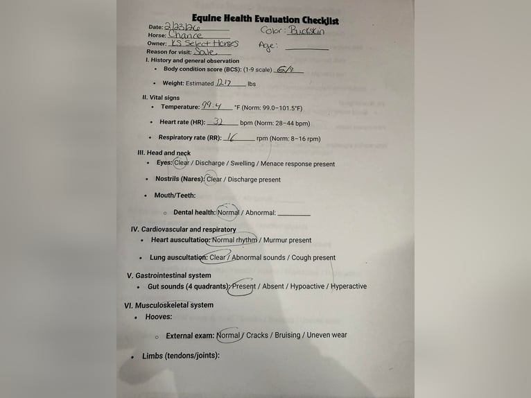 Quarter horse américain Hongre 12 Ans 152 cm Buckskin in Clarion