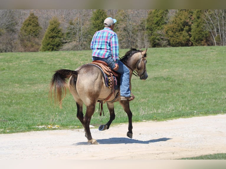 Quarter horse américain Hongre 12 Ans 152 cm Buckskin in Sonora, KY