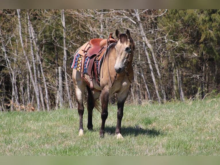 Quarter horse américain Hongre 12 Ans 152 cm Buckskin in Sonora, KY