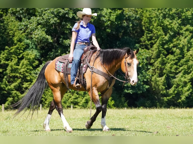 Quarter horse américain Hongre 12 Ans 152 cm Buckskin in Clarion