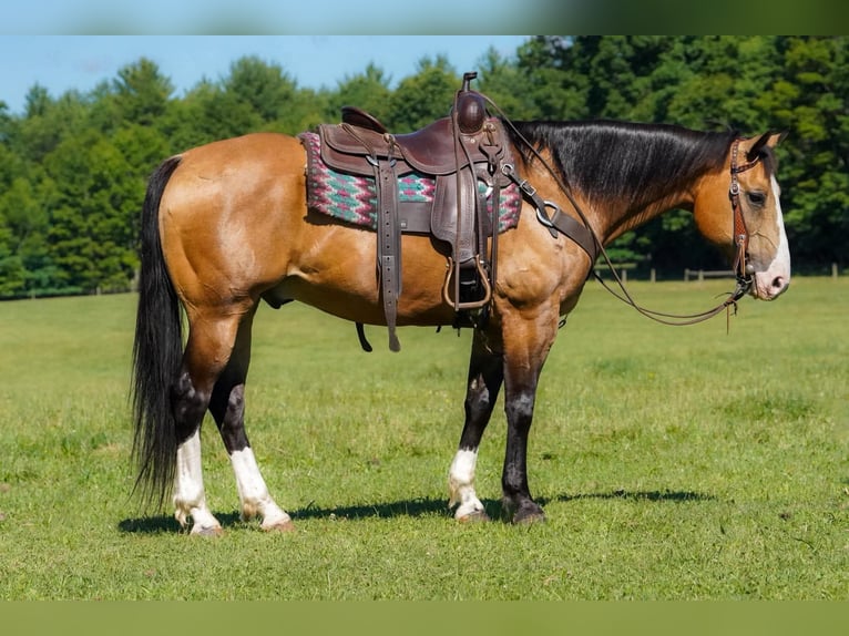 Quarter horse américain Hongre 12 Ans 152 cm Buckskin in Clarion