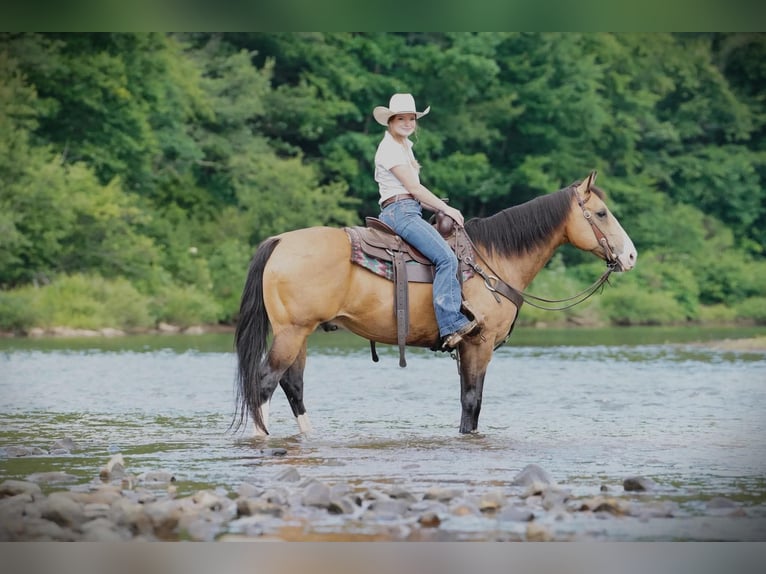 Quarter horse américain Hongre 12 Ans 152 cm Buckskin in Clarion