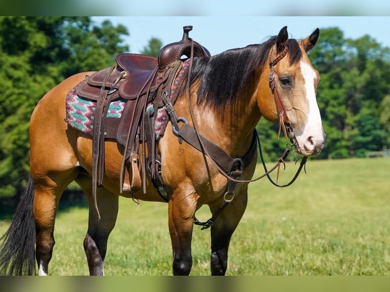 Quarter horse américain Hongre 12 Ans 152 cm Buckskin in Clarion