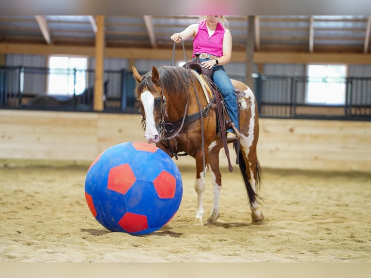 Quarter horse américain Hongre 12 Ans 152 cm Buckskin in Clarion