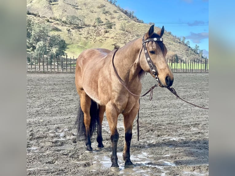 Quarter horse américain Hongre 12 Ans 152 cm Buckskin in Paicines CA