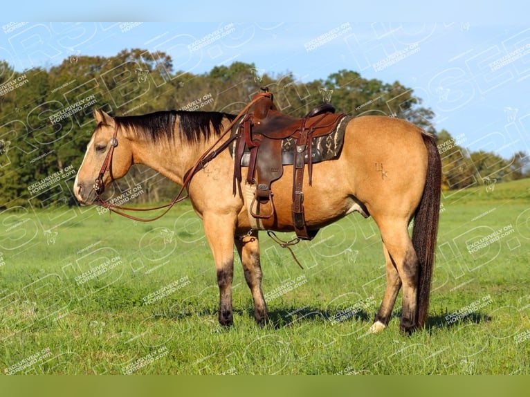 Quarter horse américain Hongre 12 Ans 152 cm Buckskin in Clarion, PA