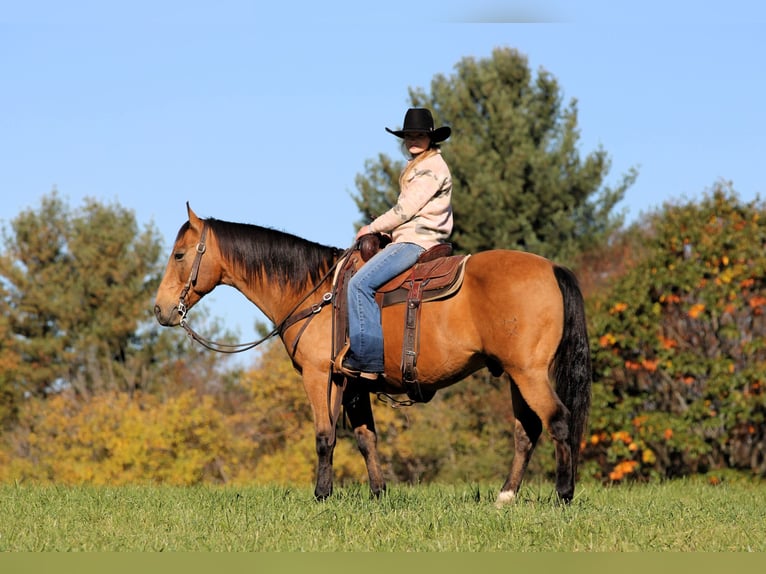Quarter horse américain Hongre 12 Ans 152 cm Buckskin in Clarion