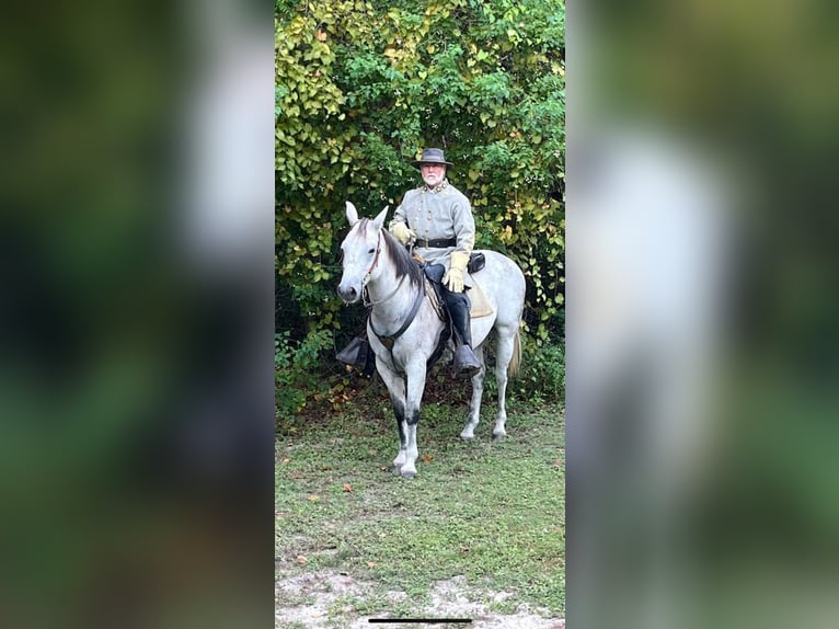 Quarter horse américain Hongre 12 Ans 152 cm Gris in Baldwyn