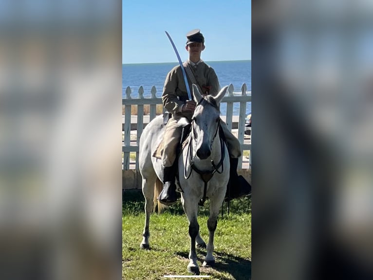 Quarter horse américain Hongre 12 Ans 152 cm Gris in Baldwyn