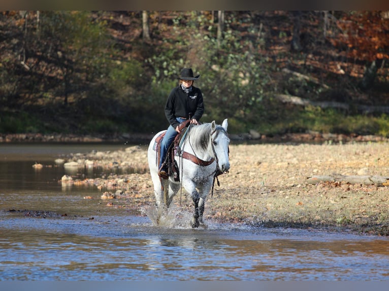 Quarter horse américain Hongre 12 Ans 152 cm Gris in Clarion