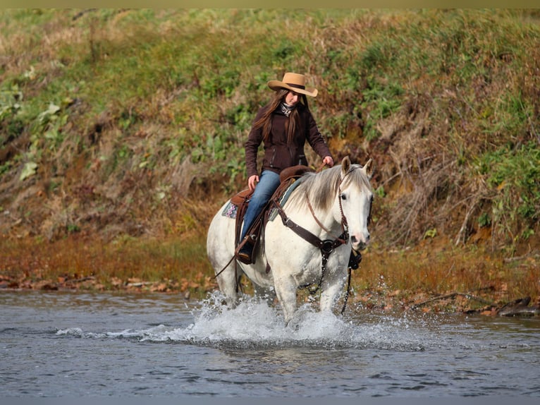 Quarter horse américain Hongre 12 Ans 152 cm Gris in Clarion