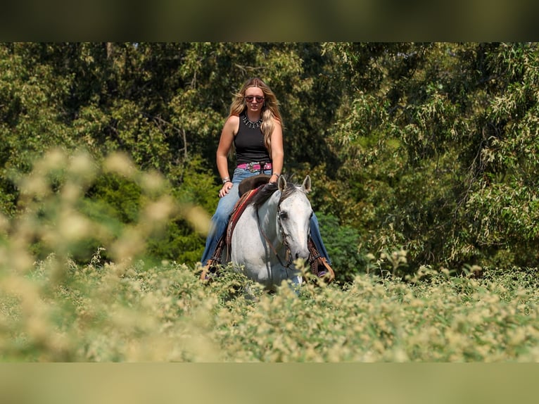 Quarter horse américain Hongre 12 Ans 152 cm Gris in Quitman