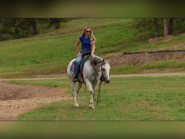 Quarter horse américain Hongre 12 Ans 152 cm Gris in Quitman