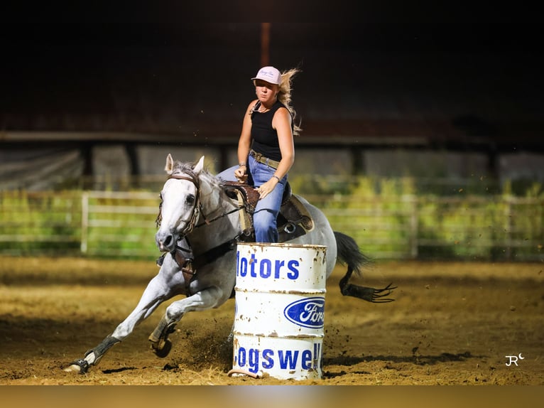 Quarter horse américain Hongre 12 Ans 152 cm Gris in Quitman