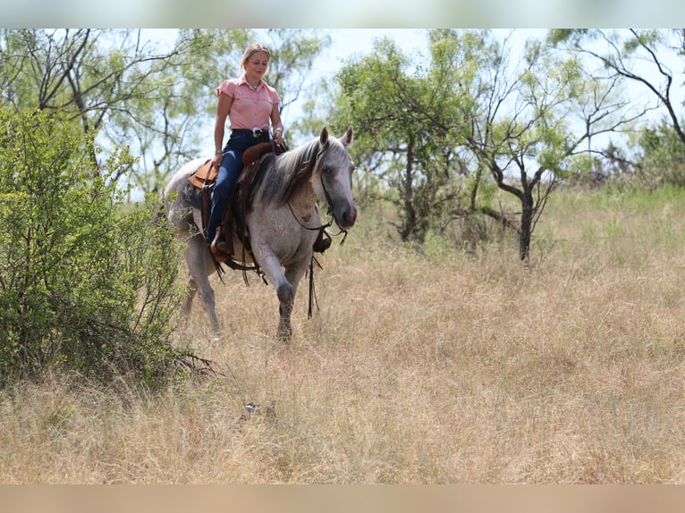 Quarter horse américain Hongre 12 Ans 152 cm Gris in Lipan TX