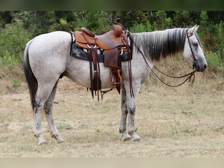 Quarter horse américain Hongre 12 Ans 152 cm Gris in Lipan TX