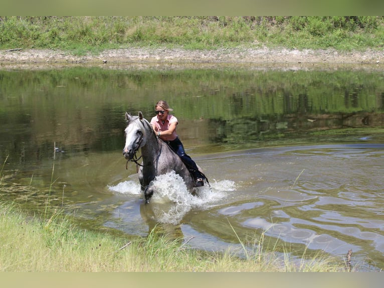 Quarter horse américain Hongre 12 Ans 152 cm Gris in Lipan TX