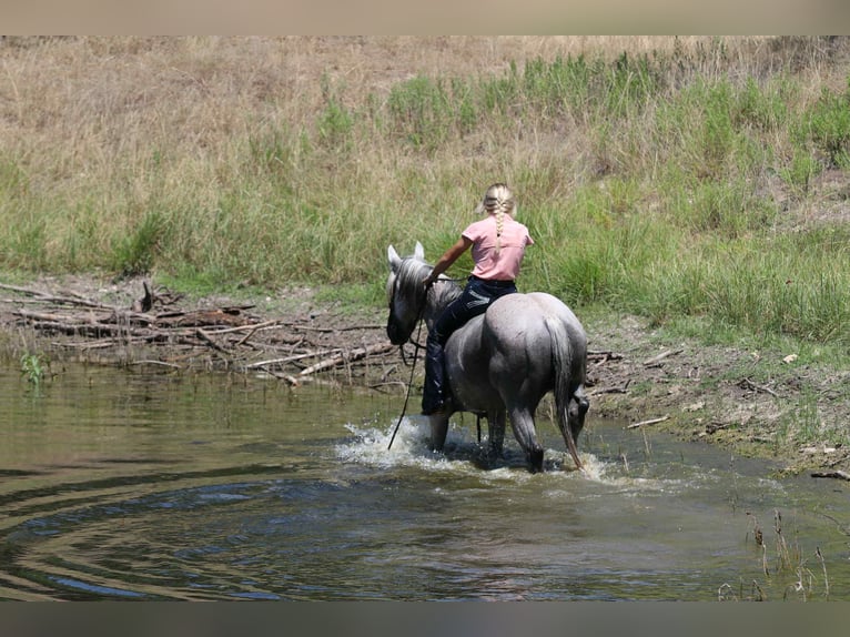 Quarter horse américain Hongre 12 Ans 152 cm Gris in Lipan TX