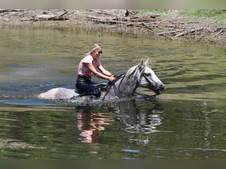 Quarter horse américain Hongre 12 Ans 152 cm Gris in Lipan TX