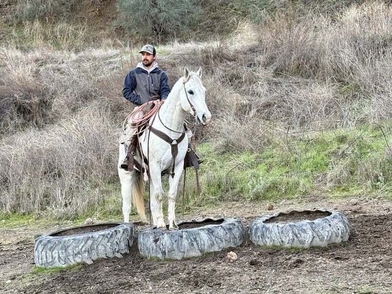 Quarter horse américain Hongre 12 Ans 152 cm Gris in Paicines CA