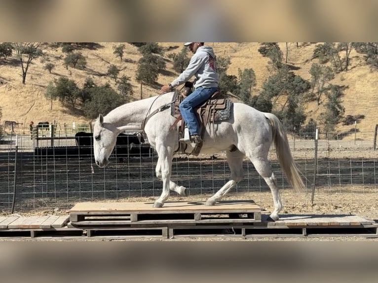 Quarter horse américain Hongre 12 Ans 152 cm Gris in Paicines CA