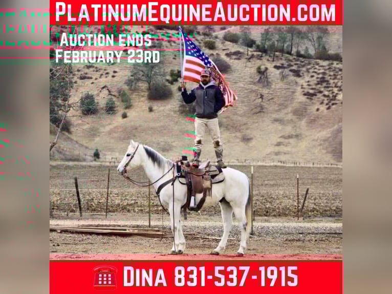 Quarter horse américain Hongre 12 Ans 152 cm Gris in Paicines CA