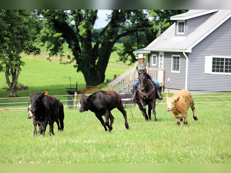 Quarter horse américain Hongre 12 Ans 152 cm Noir in Clarion, PA