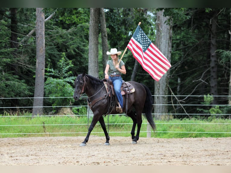 Quarter horse américain Hongre 12 Ans 152 cm Noir in Clarion, PA