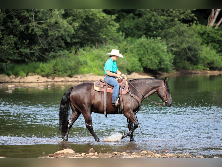 Quarter horse américain Hongre 12 Ans 152 cm Noir in Clarion, PA