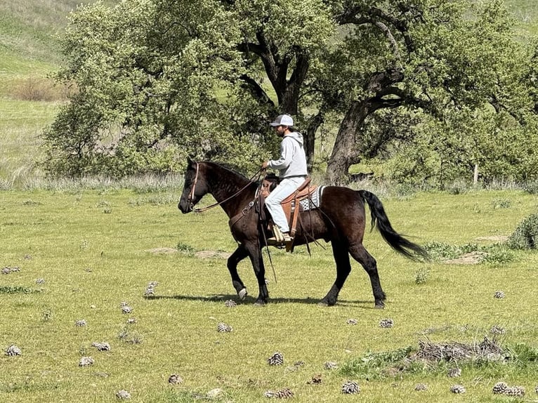 Quarter horse américain Hongre 12 Ans 152 cm Noir in Paicines CA