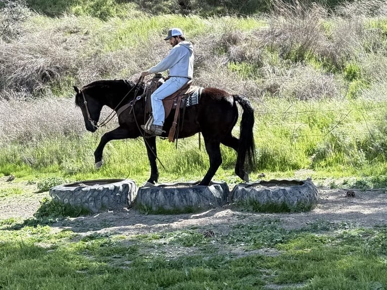 Quarter horse américain Hongre 12 Ans 152 cm Noir in Paicines CA