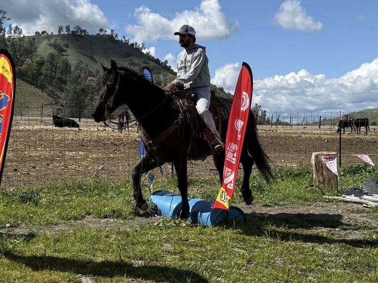 Quarter horse américain Hongre 12 Ans 152 cm Noir in Paicines CA