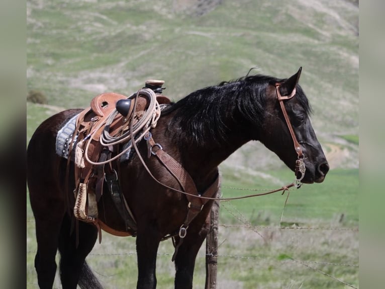 Quarter horse américain Hongre 12 Ans 152 cm Noir in Paicines CA