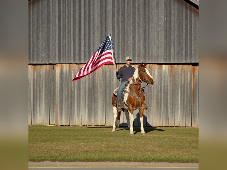 Quarter horse américain Hongre 12 Ans 152 cm Overo-toutes couleurs in Fort Collins