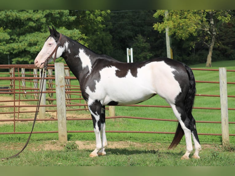 Quarter horse américain Hongre 12 Ans 152 cm Overo-toutes couleurs in Sanora KY