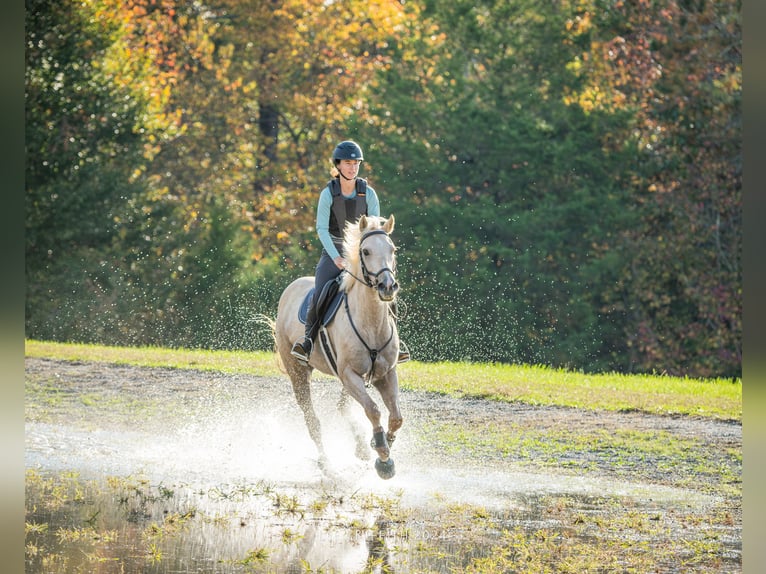 Quarter horse américain Hongre 12 Ans 152 cm Palomino in Asheville