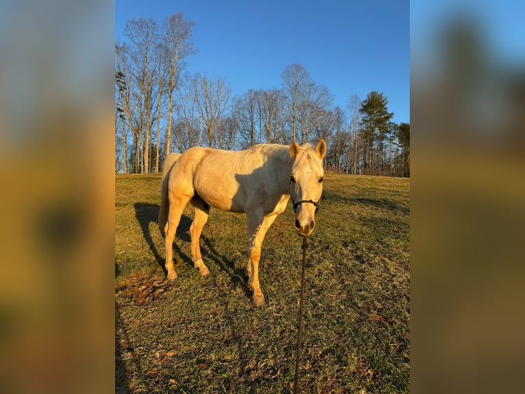 Quarter horse américain Hongre 12 Ans 152 cm Palomino in Asheville