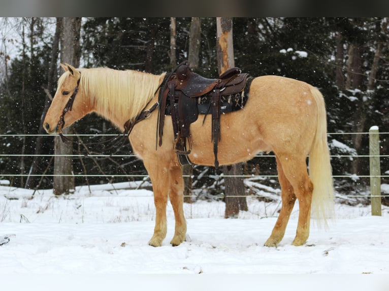 Quarter horse américain Hongre 12 Ans 152 cm Palomino in Clarion, PA