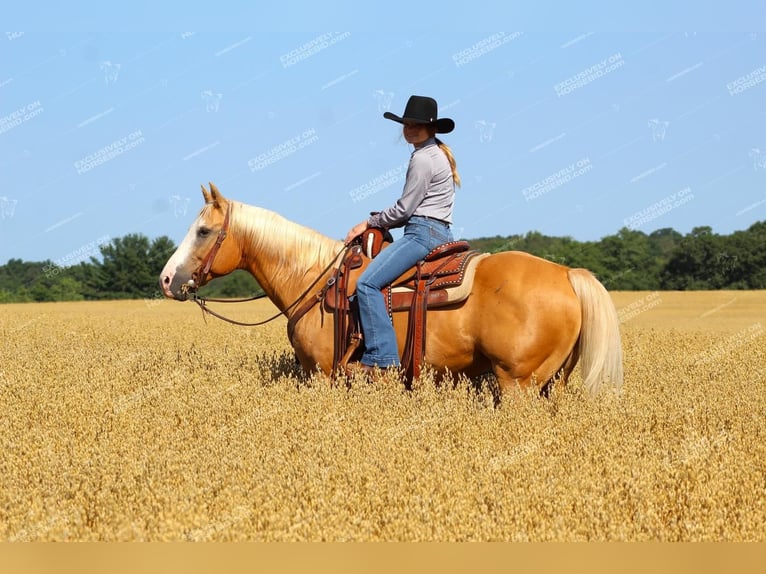 Quarter horse américain Hongre 12 Ans 152 cm Palomino in Clarion