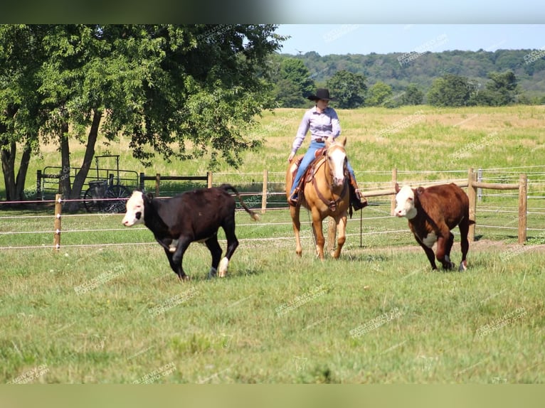 Quarter horse américain Hongre 12 Ans 152 cm Palomino in Clarion