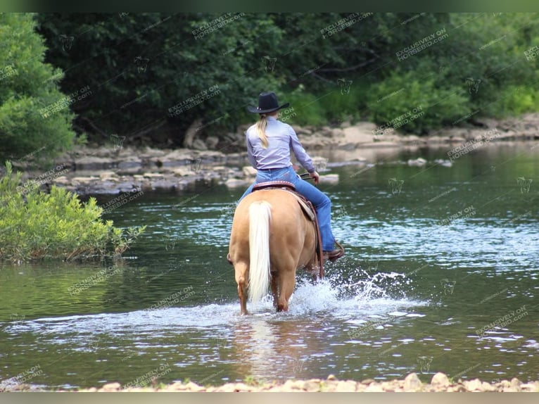 Quarter horse américain Hongre 12 Ans 152 cm Palomino in Clarion