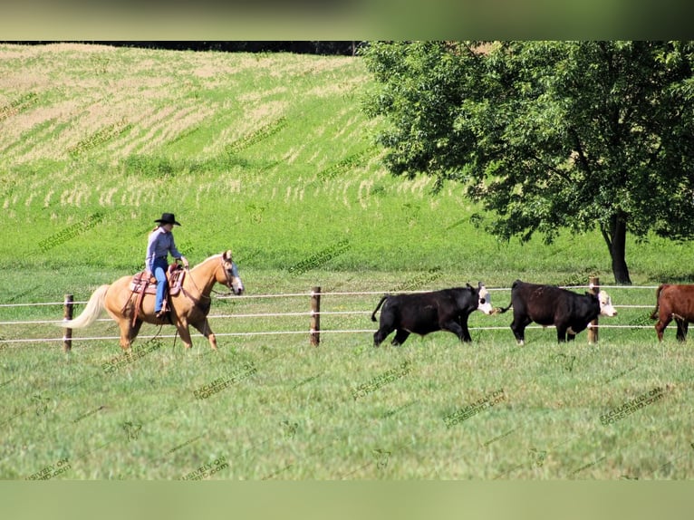 Quarter horse américain Hongre 12 Ans 152 cm Palomino in Clarion