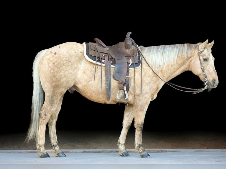Quarter horse américain Hongre 12 Ans 152 cm Palomino in Needmore