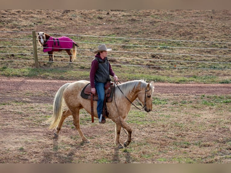 Quarter horse américain Hongre 12 Ans 152 cm Palomino in Needmore