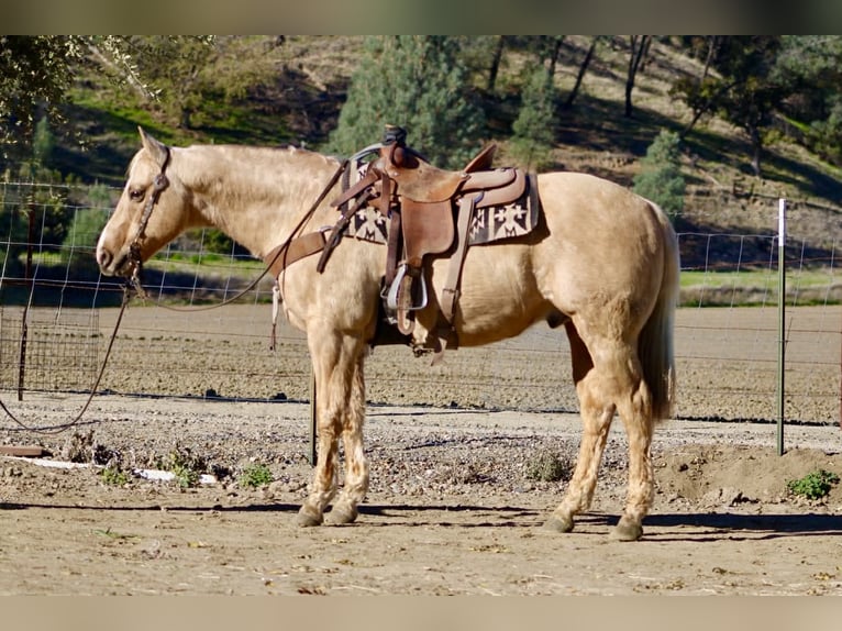 Quarter horse américain Hongre 12 Ans 152 cm Palomino in Paicines CA