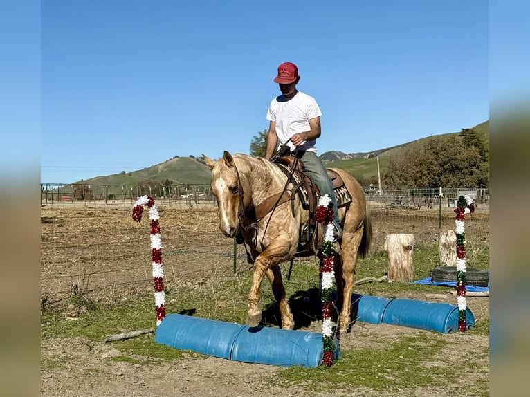 Quarter horse américain Hongre 12 Ans 152 cm Palomino in Paicines CA