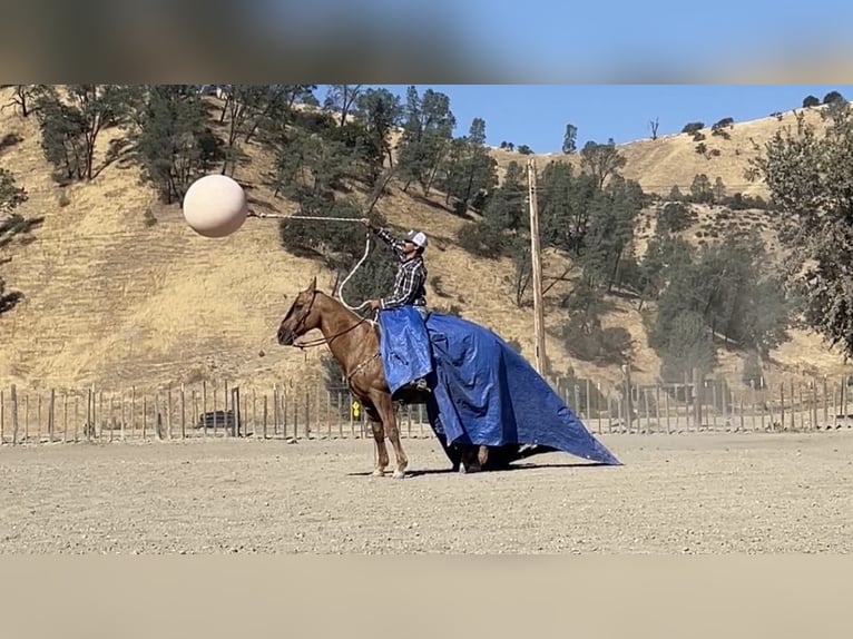 Quarter horse américain Hongre 12 Ans 152 cm Palomino in Paicines CA