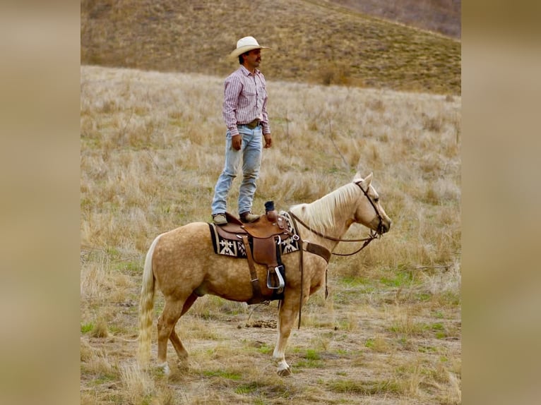 Quarter horse américain Hongre 12 Ans 152 cm Palomino in Paicines CA