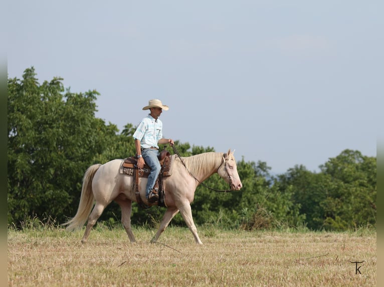 Quarter horse américain Hongre 12 Ans 152 cm Perlino in Bellevue