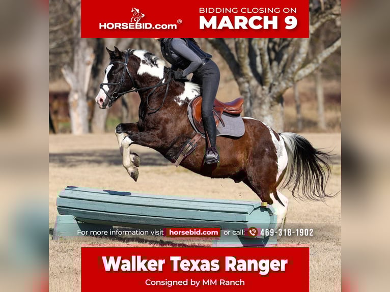 Quarter horse américain Hongre 12 Ans 152 cm Pinto in Forney